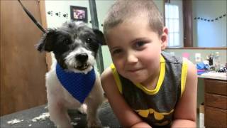Tender Loving Care Animal Shelter Homer Glen