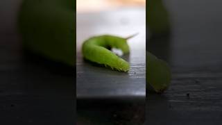 The Very Hungry Caterpillar 🐛🐛