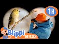 Blippi lernt etwas über Vögel in der Wildnis 🕊️ Blippi Deutsch | Abenteuer und Videos für Kinder