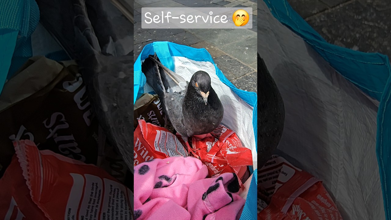 Hungry Pigeon Friend Eating 🤍🕊️ 