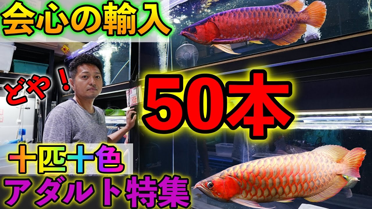 現地の見本魚！アダルト紅龍ラッシュ　ショート　特殊　破格幼魚のオンパレード　一便で仕掛けるベイサイドアクアが凄すぎた！！　＃アロワナ　＃熱帯魚