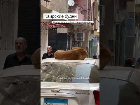 Video: Exkurzie v Káhire