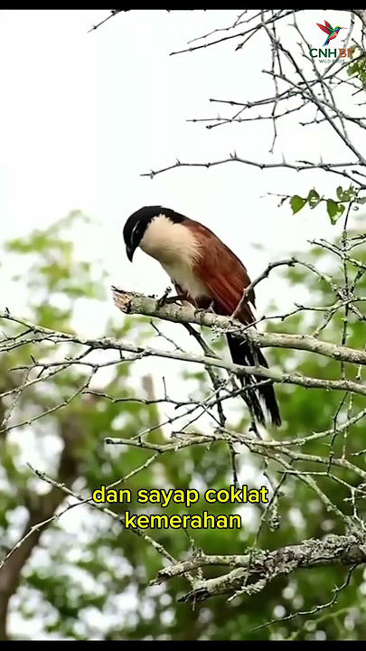 Blue-headed Coucal (Centropus monachus) #burung #burungkicaudialamliar #kicaumania #burungkicau