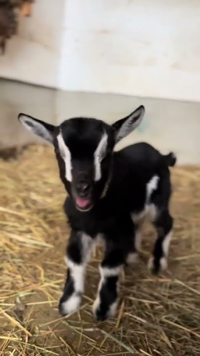 Download lagu Mee Mee Mee! The Adorable Sounds of Little Goats 🐐🎶#goat #goatsfaming