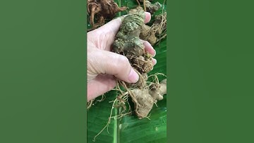 7 Lạng củ sâm Ngọc linh chuẩn Kon Tum già ngâm mật ong hay ngâm rượu OK xả lỗ 0377965679 Nguyệt