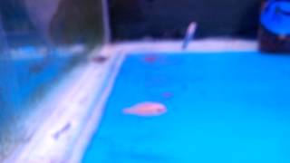 VID 20150903 океан 26