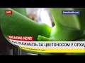 Как ухаживать  за цветоносом в период его роста? Некоторые нюансы