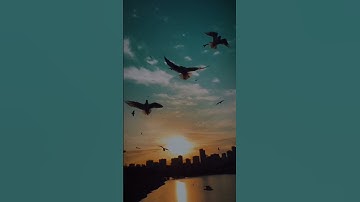 خلفية القران الكريم حالات واتس اب بدون حقوق القارئ بلال دربالي#ابو_سيناء