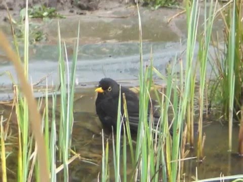 Tiere im Hausgarten - YouTube