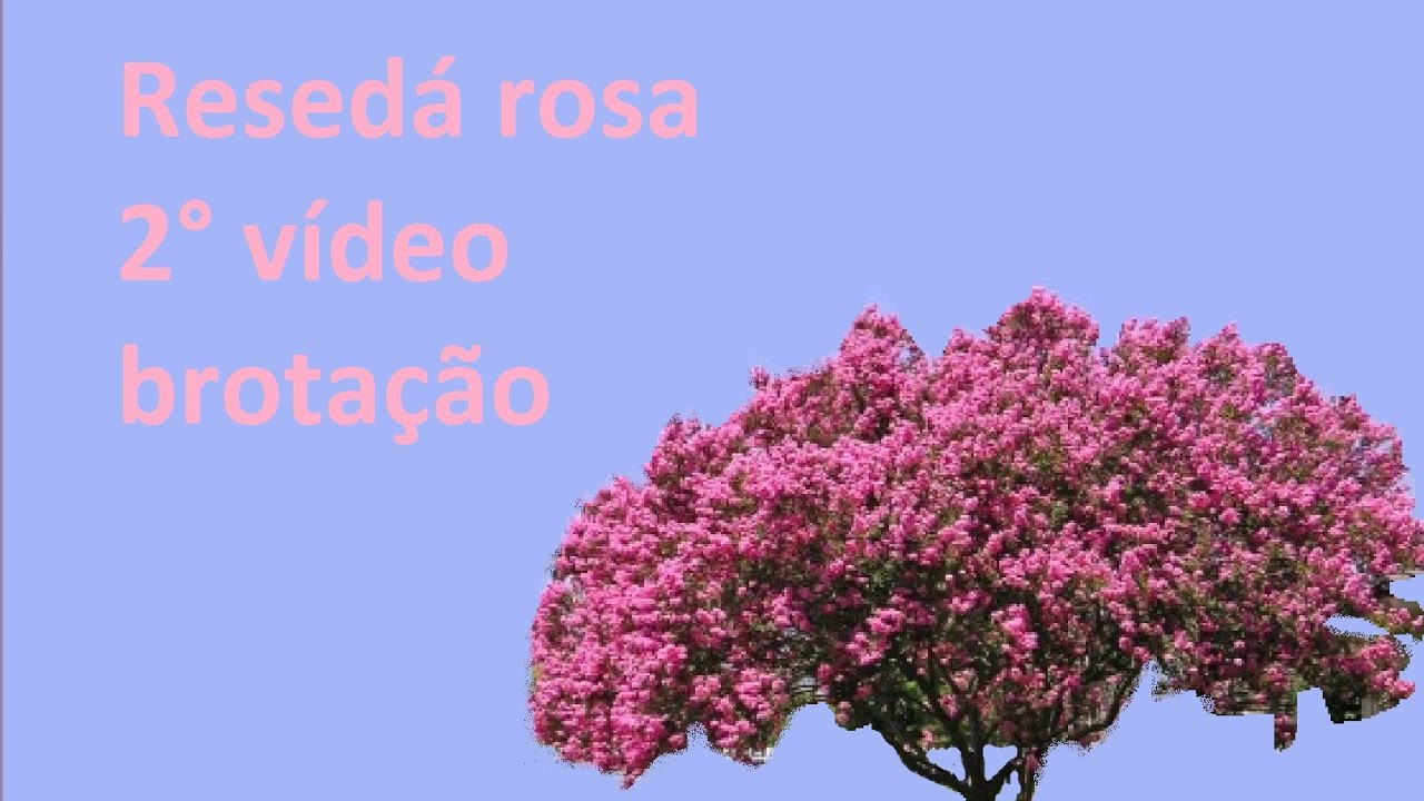 Resedá rosa - Atualização e floração. - YouTube