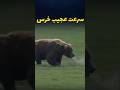 سرعت عجیب خرس گریزلی