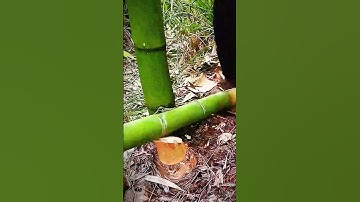 cool technique of cutting bamboo trees #shorts