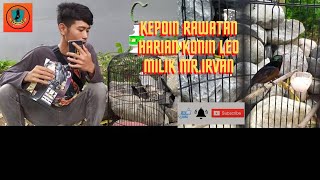 Bongkar Rahasia Rawatan Konin || Cara Perawatan Konin Jawara..!! Konin Leo Milik Mr.Irvan