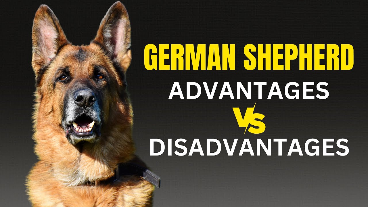 Advantages And Disadvantages Of Having A German Shepherd Dogs Genesis
