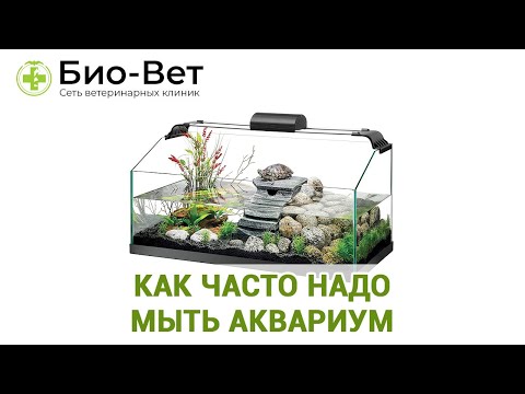 Как Часто Надо Мыть Аквариум // Грамотная Чистка Аквариума // Ветклиника Био-Вет