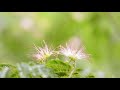 【自然の音】雨 / Nature Sounds - The Rain