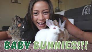 We're Fostering Baby Rabbits! | Bunnies EVERYWHERE! What have we done?