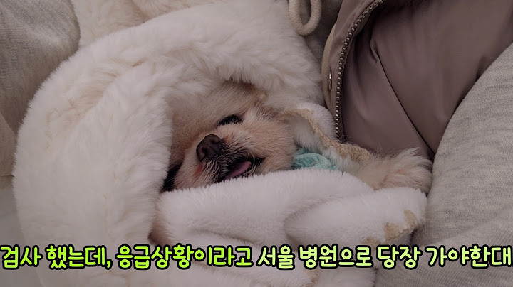 한밤중에 퐁키를 안고 응급실에 달려 갔어요! 코피 때문에 입원이라니ㅜㅜ