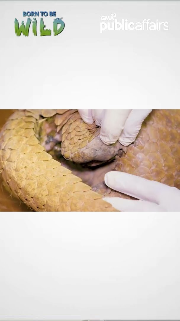 Banta sa buhay ng mga Palawan pangolin! #shorts | Born To Be Wild