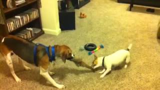 Jerry And Jake Play With Phez The Pheasant