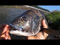清流にアユ釣りにきたはずなんだけど・・・