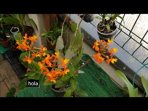 Video: Cultivo de orquídeas Epidendrum: cómo cuidar las orquídeas Epidendrum