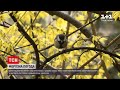 Новини України: синоптики прогнозують заморозки наприкінці квітня