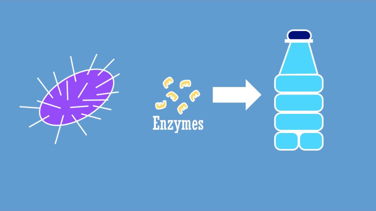 Enzymes, for degrading plastic YouTube