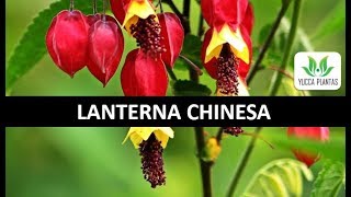 Como Cuidar da Planta Abutilon ou Lanterna Chinesa