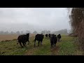 Cows Have Escaped! Here We Go...