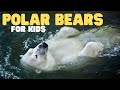 Polar Bear Knowledge Assessment