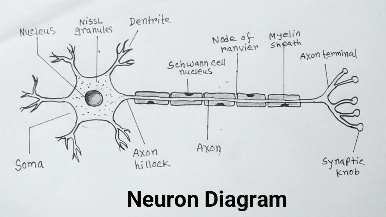 How to Draw Neuron Diagram Easily With Label / Neuron Drawing Easy ...