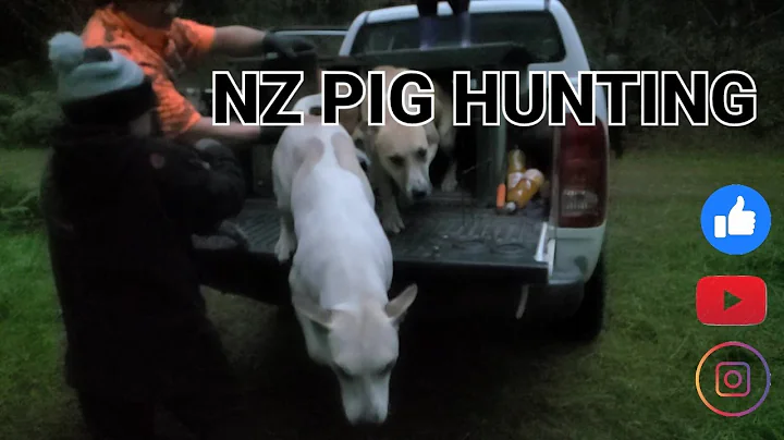 WE MISSED OUT ON A FEW GOOD PIGS |PIG HUNTING #huntingandfishing #hamillsrotorua #garmin #goprohero