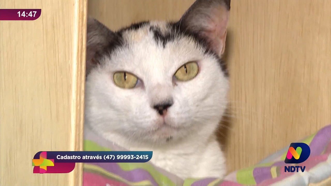 Itajaí oferece castração gratuita para cães e gatos; veja como participar