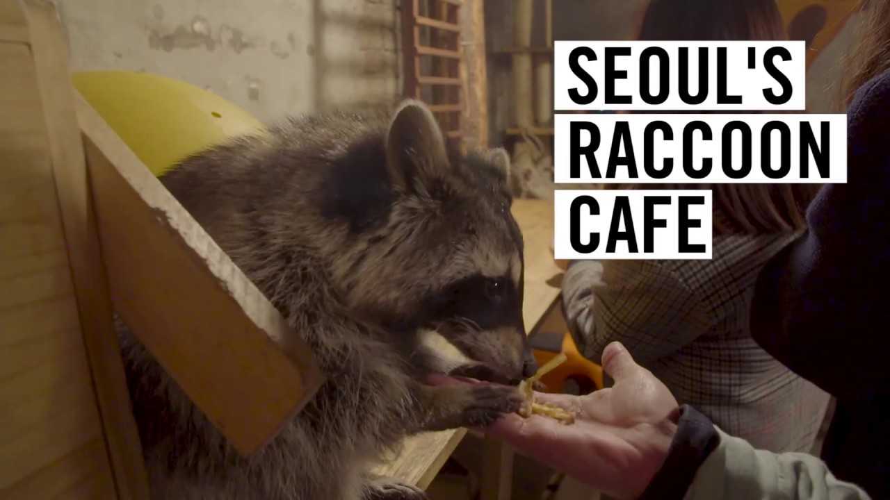 Inside Seoul  s Raccoon  Cafe  YouTube