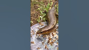 Rắn mối cắn có chết không