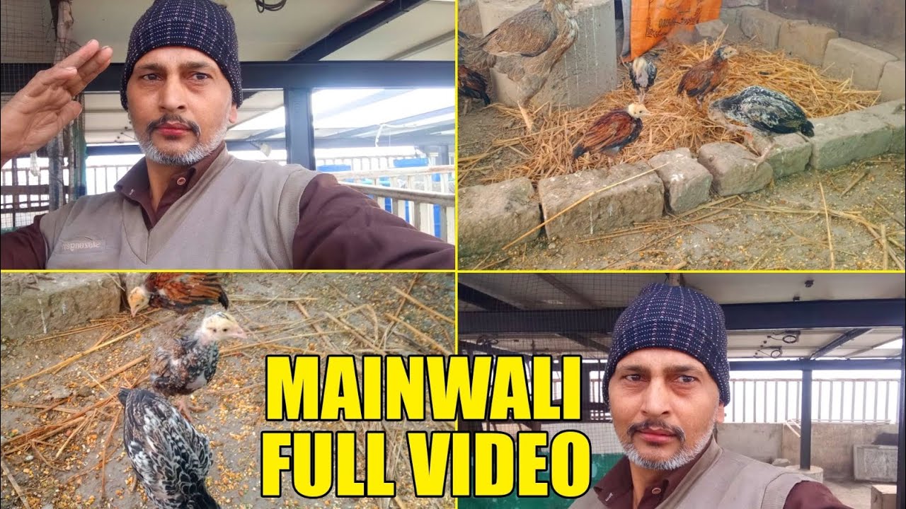 Mainwali Aseel murga