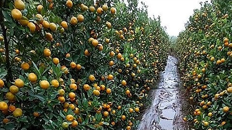 Quất tết 2024 còn lô dù 60 bán nốt,quất cảnh liên hệ 0866818538