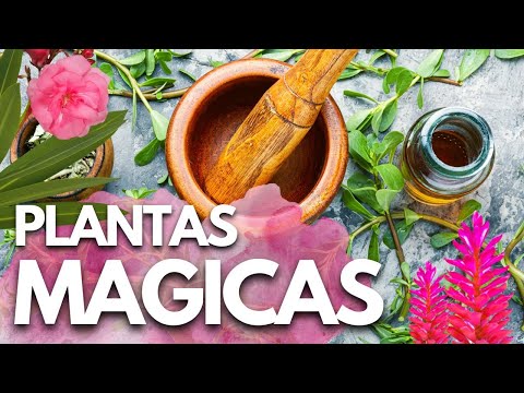 Video: Bellena es una planta venenosa. Envenenamiento por plantas venenosas. Beleño negro