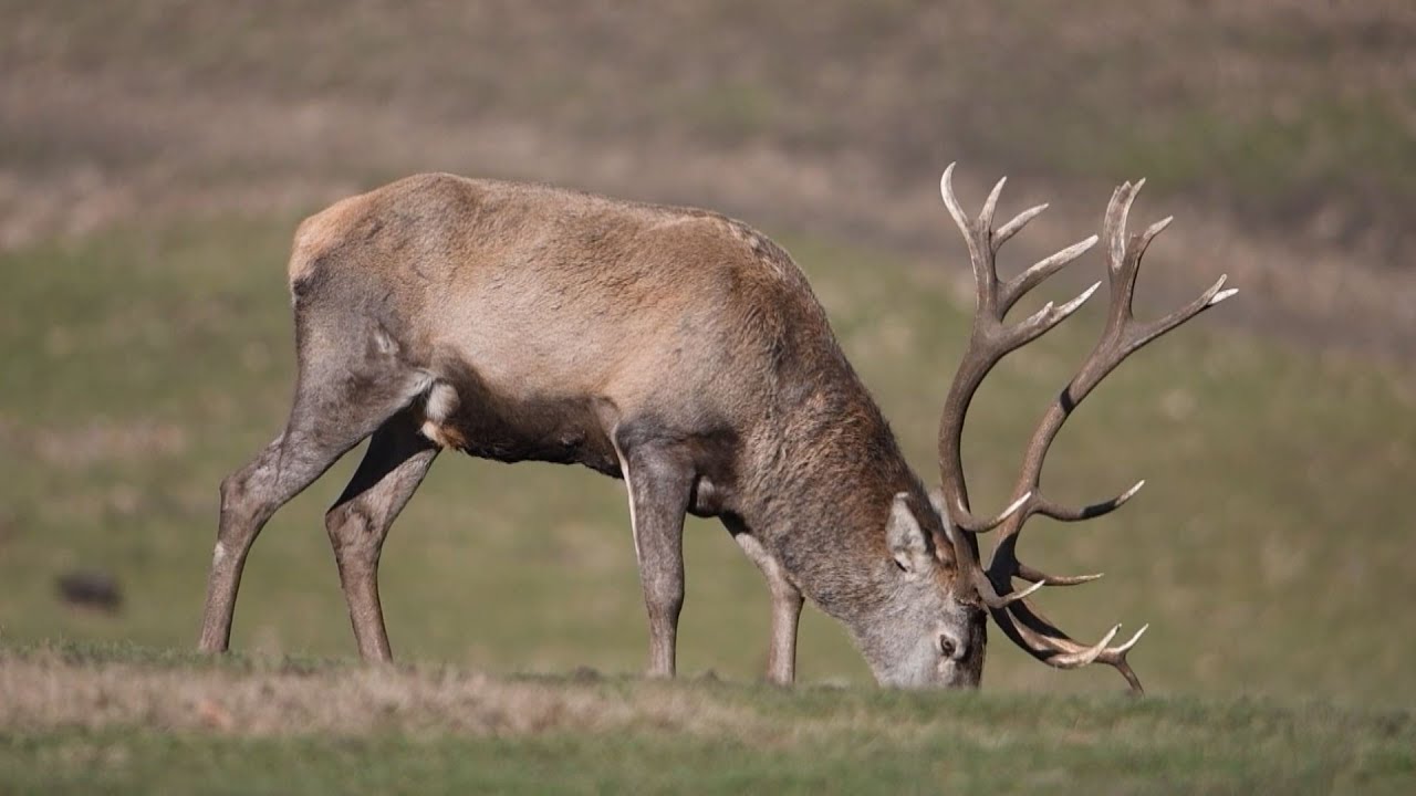 M5 TV – Erdei utakon – Reviczky Gáborral – 2025/3. adás – 2025.01.19.