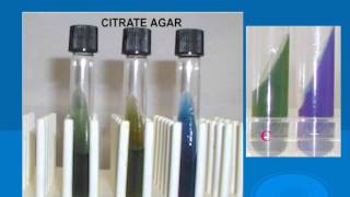 microbiology lab practical information part 2
