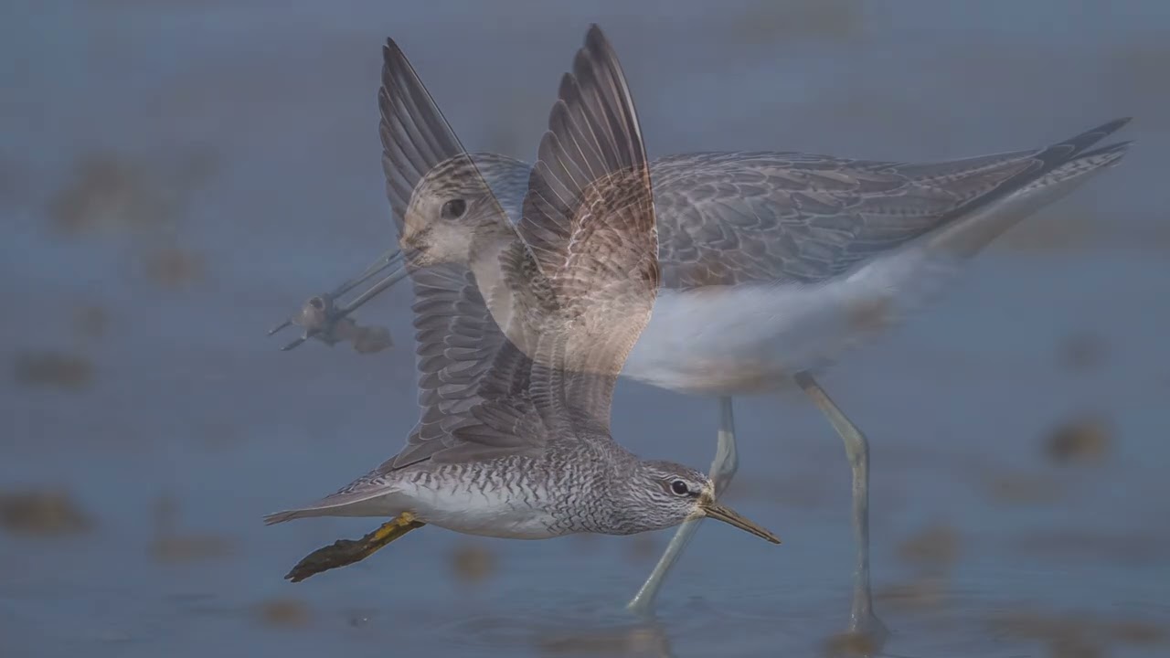 Bird Watching in Hong Kong, 2025