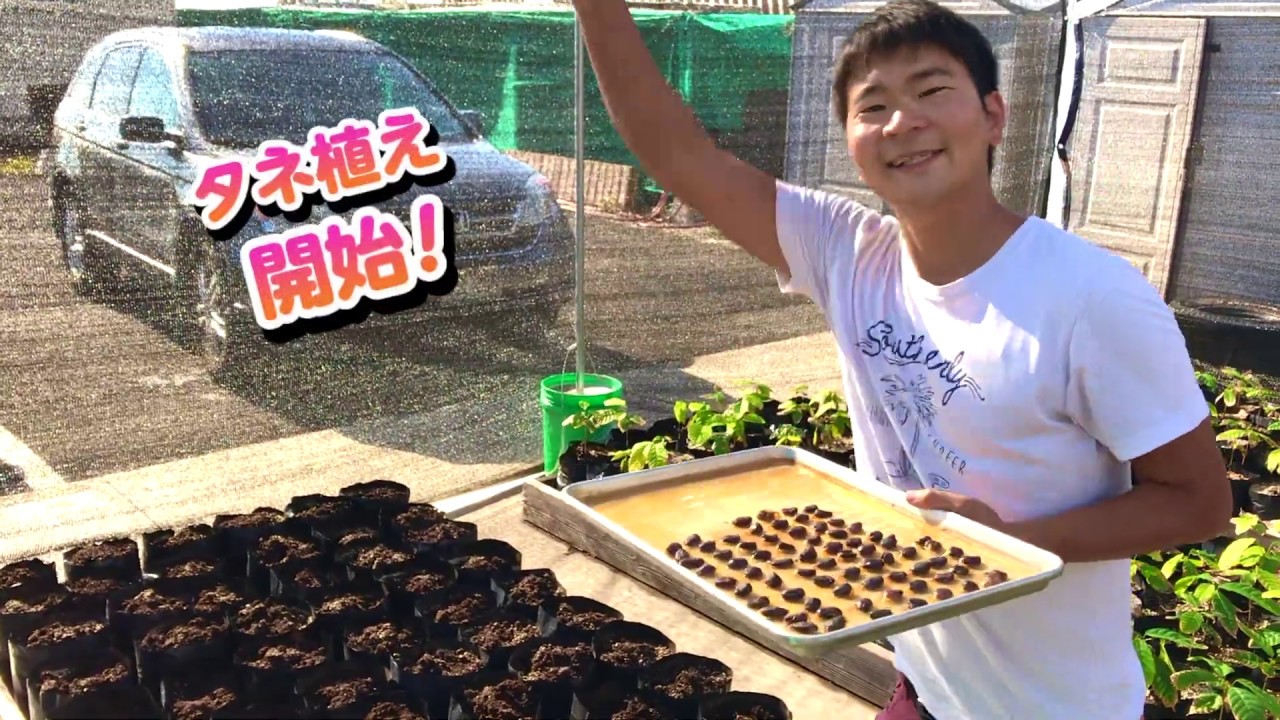 カカオ苗2025年5月植付け2ポット IMG_5468-150x150.jpeg