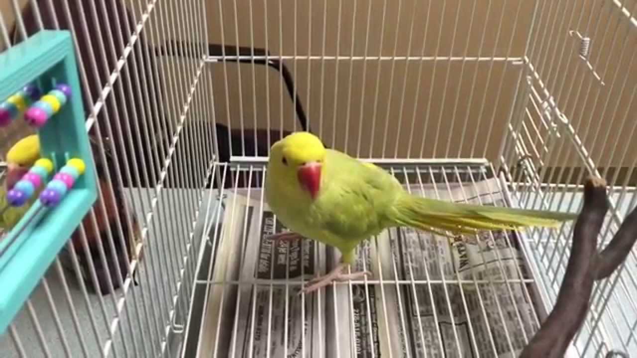 Indian ring neck parakeet with severe dyspneic and streptococcal enteritis and colitis