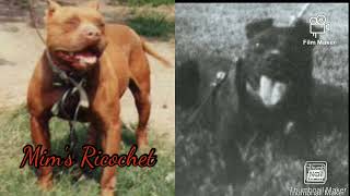 Back To The Woods Series Lonzos Andy The History Starting From Scratch