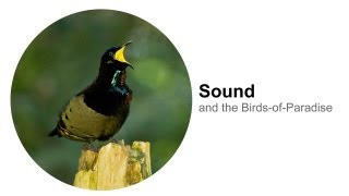 Sound: and the Birds-of-Paradise