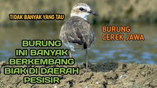 NGEBOLANG BURUNG CEREK JAWA YANG TIDAK BANYAK KICAU MANIA TAU..