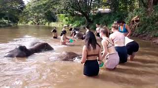 Watch These Majestic Creatures Foraging In The Forest And Interacting With Humans