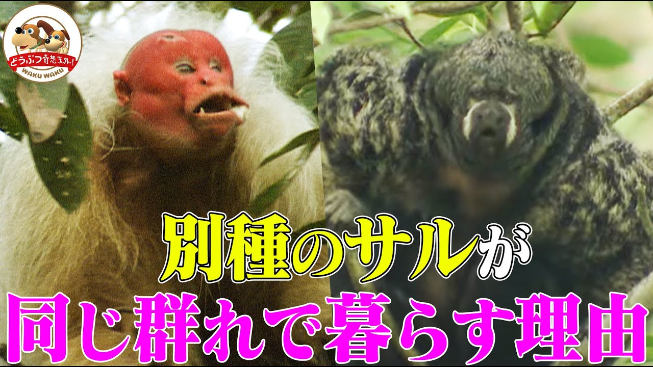 Amazon] Why do the Uakari monkeys, or human-faced monkeys, form