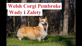 Welsh Corgi Pembroke  WADY i ZALETY